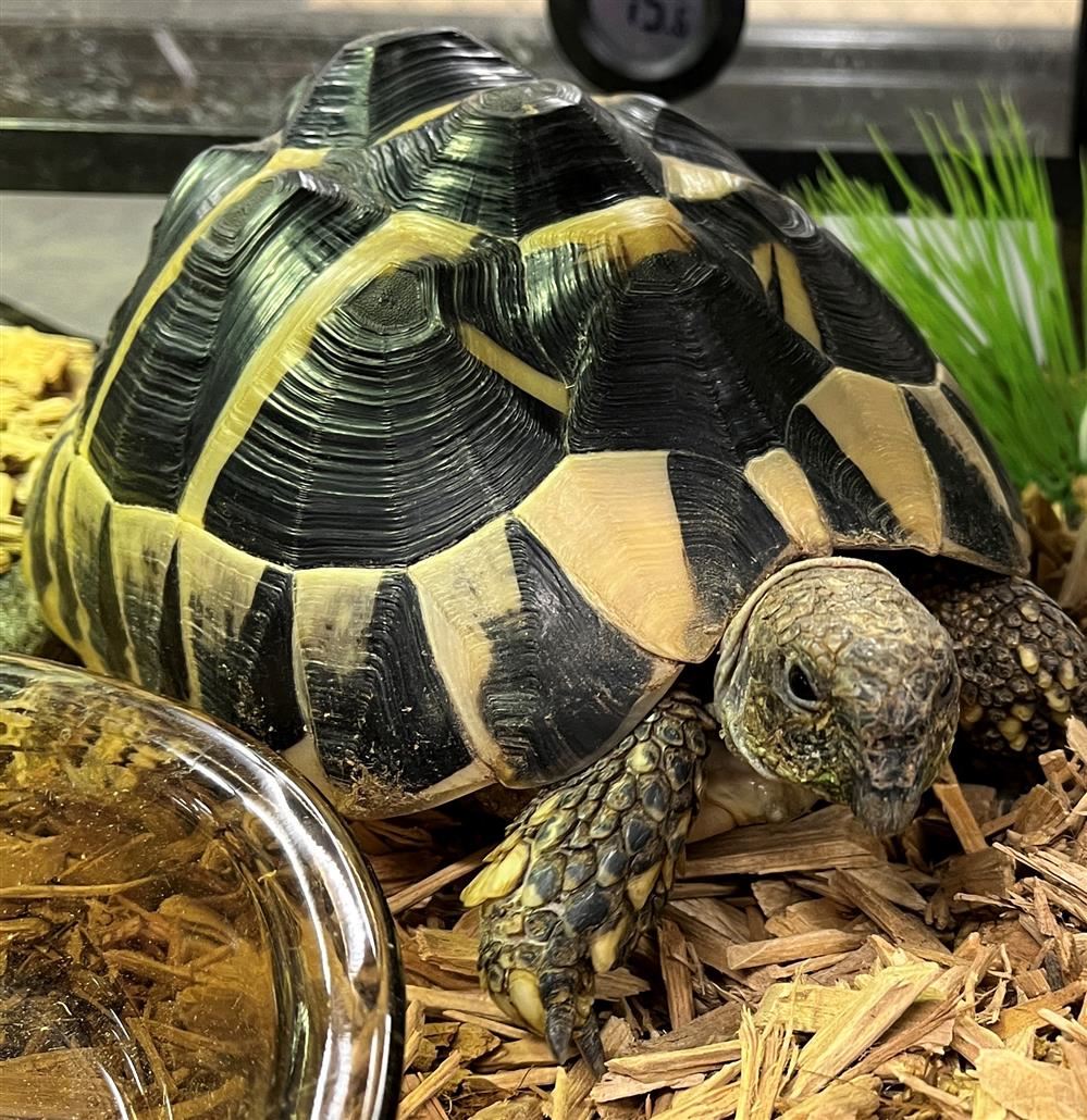 Spring Hills School / Spring Hills Elementary